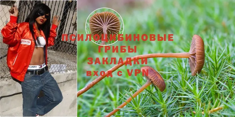 Галлюциногенные грибы Psilocybine cubensis  Туринск 